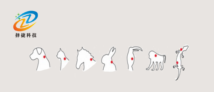 植入式標簽ZJDW-Z00植入標記圖